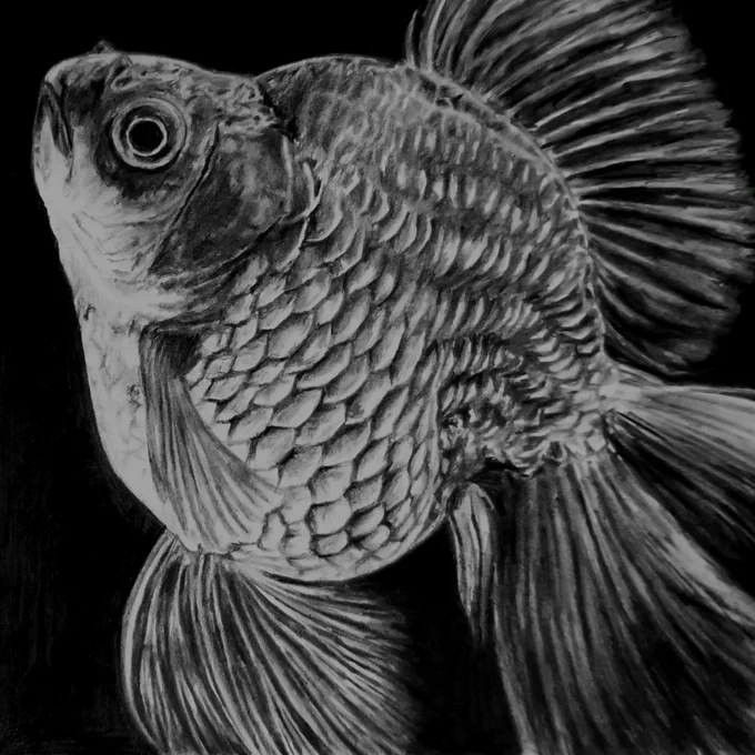 金魚の鉛筆画完成✏️✨

サイズは90㎜✕90㎜のミニサイズです😊
小ささを感じさせない…出来てるかな🤭

百均ハガキサイズケント紙
ステッドラー
#鉛筆画  #金魚 