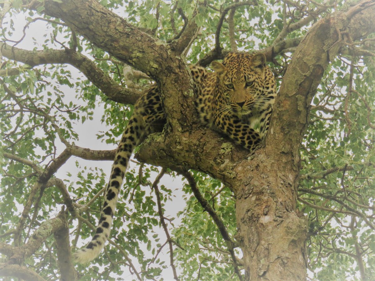 #SightingSunday - a gorgeous leopard spotted at Nkorho Bush Lodge in the Sabi Sand Game Reserve, one of 7 leopards seen in one weekend! #SabiSand #GreaterKruger #leopard