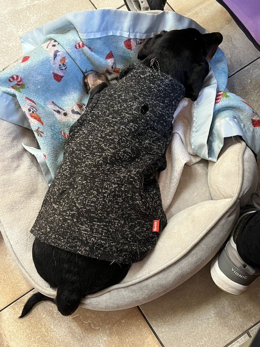 YonkelAstridAsh's tweet photo. Asking for a paw circle for yonkel, we have a several hour wait at an emergency vet. Yonkel is in pain. He woke me crying &amp; is having a hard time walking. Really hoping the weather change is impacting his arthritis, but I’ve never seen it like this. Worried about IVDD. ~Elle https://t.co/cKIEzrpqDI