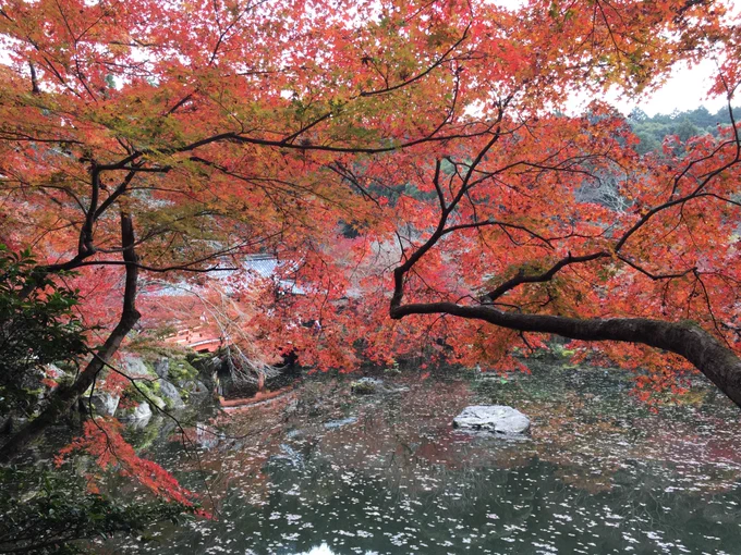 秋の醍醐寺、すてきでしたよ。カバンに豊国神社さんのお守りついてるから、なんかこう…「太閤さん、秋に観たかった景色、これですか?」って、通信機的な感じで(笑)、届いたらいいなーとか思って歩いてきた。実はまだ、春の醍醐寺に行ったことがないので、そのうち絶対に行きたい。 