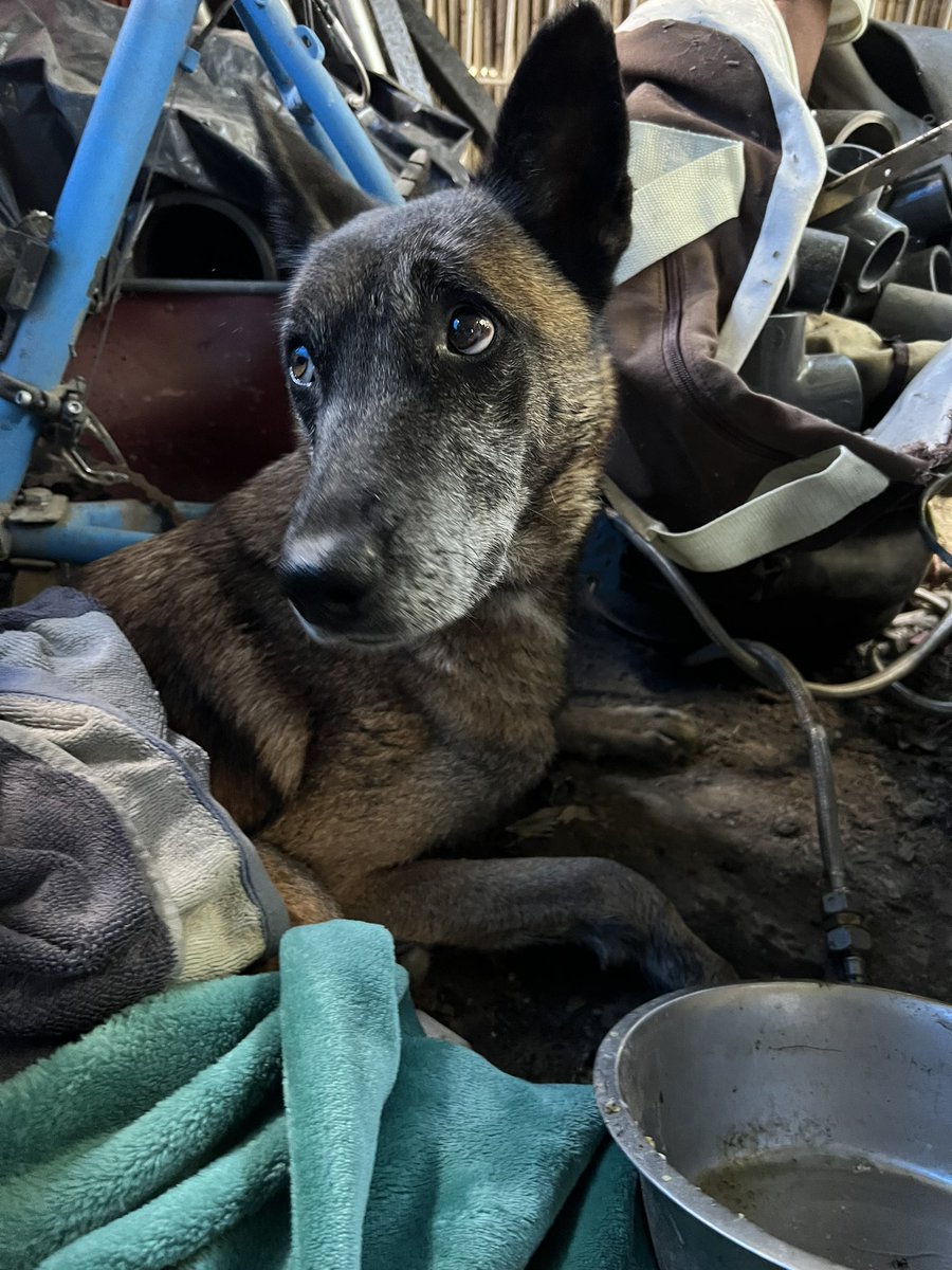 bclementine21's tweet photo. un chien type malinois s’est réfugié au fond de mon jardin,(dans le valenciennois) je ne sais pas depuis combien de temps il est là, nous l’avons trouvé ce matin, plutôt maigre et à l’air plutôt vieux, il n’a pas de collier https://t.co/eAFUqU4T0N