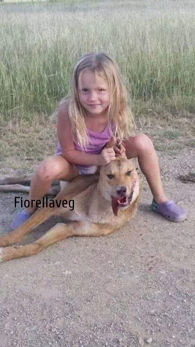 Fiorella Arcodia 🌿𝐠𝐨𝐯𝐞𝐠𝐚𝐧 🐑💚💙☮️ tweet media