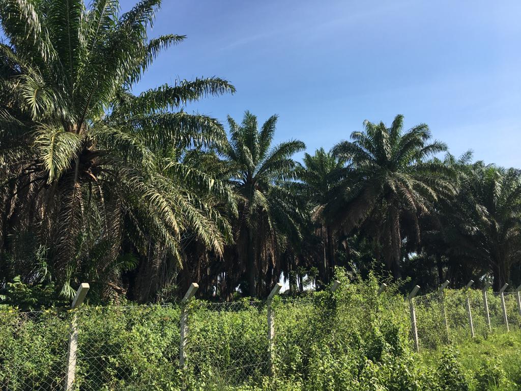 Kings Agricultural Services tweet media