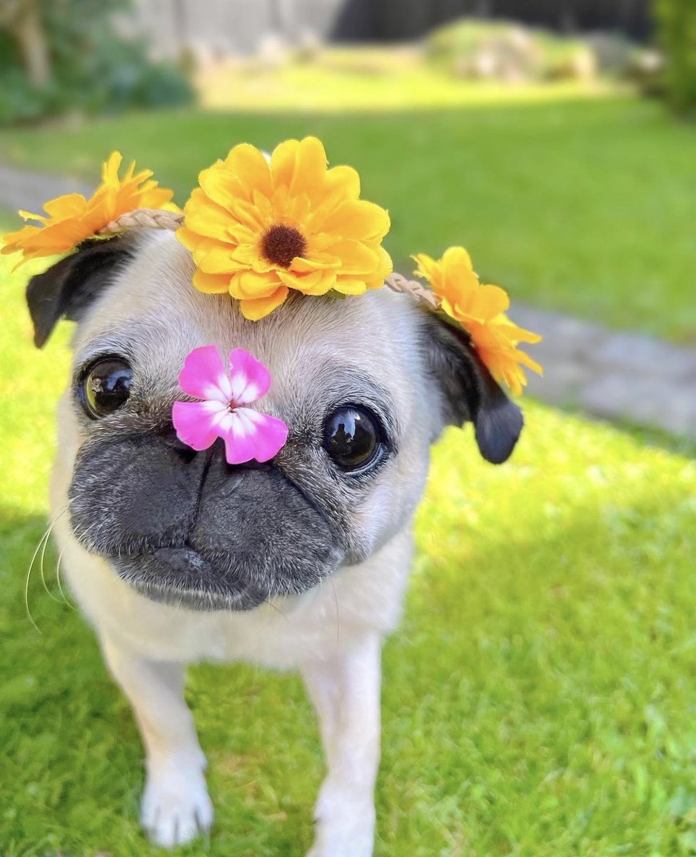 GossipRoomOff's tweet photo. 🚨 Le 15 octobre est la journée nationale du carlin ! Cette journée célèbre et rend hommage à cette adorable race en soulignant le charme et le caractère unique de ces petits chiens. 🐶❤️ https://t.co/4ftCgxaSia
