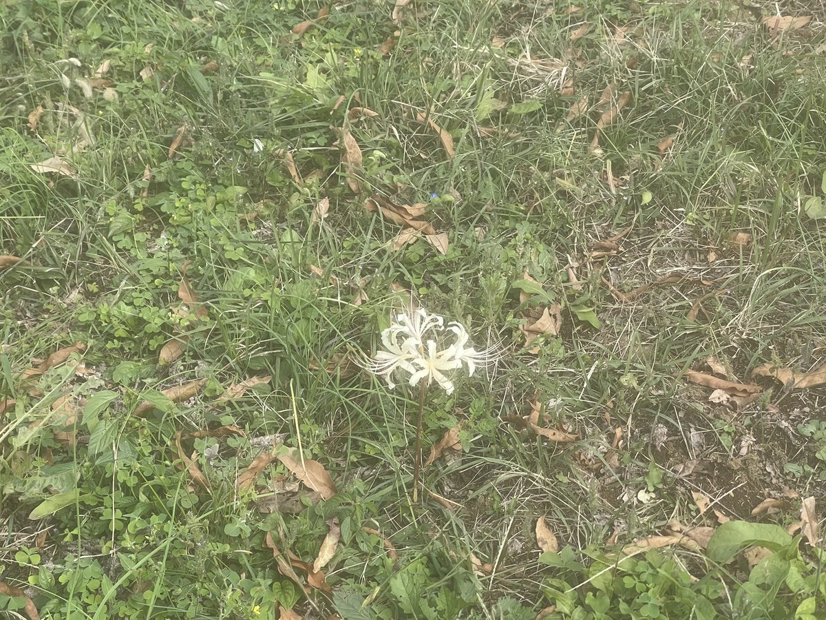 d_d__d_d__'s tweet photo. 昨日は立川から中野くらいまで散策してきたよ🤔🤔🤔ヒガンバナはほとんど枯れちゃってたけど、一輪だけ咲いてるの見つけた🥹🥹🥹

あと中野でレアなアードベッグ飲んできたよ🤓🤓🤓30年くらい前に販売されていたやつ🥃🥃🥃 https://t.co/3IPNbFiBef