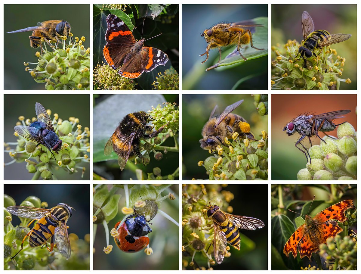 I managed to complete a third Ivy Composite over the last week. This'll probably be the last for 2023. It's been great fun doing these and showing how important Ivy flowers for invertebrates this time of year. #Biodiversity #Pollination