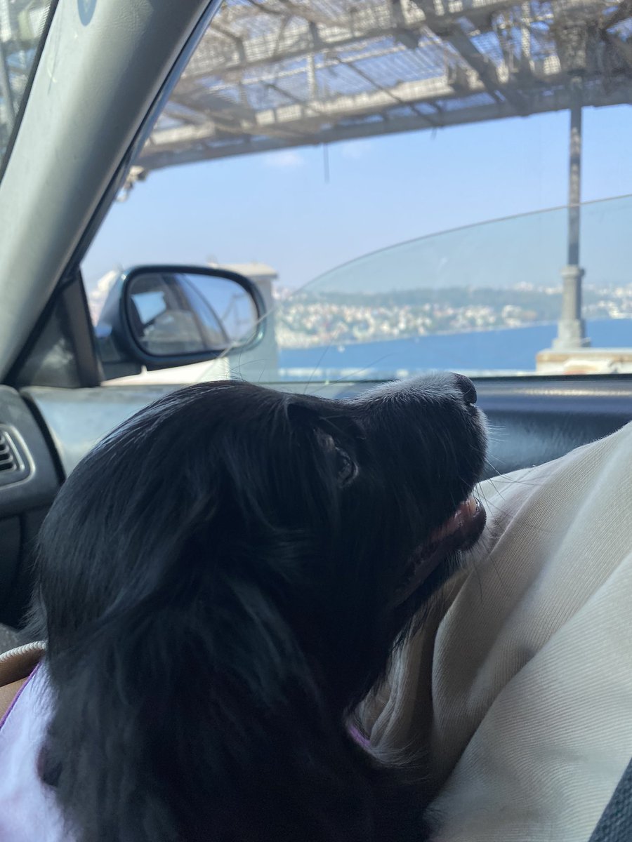 kirpiketkisi's tweet photo. Likya’mın güzel kıvırcığını İstanbul’a yuvasına getirdik. Harika bir ailesi oldu, musmutlu olsunlar. Darısı kalan 2 güzel kızımıza.💜🧿✨🤞🏽 https://t.co/VhujbwIb4j