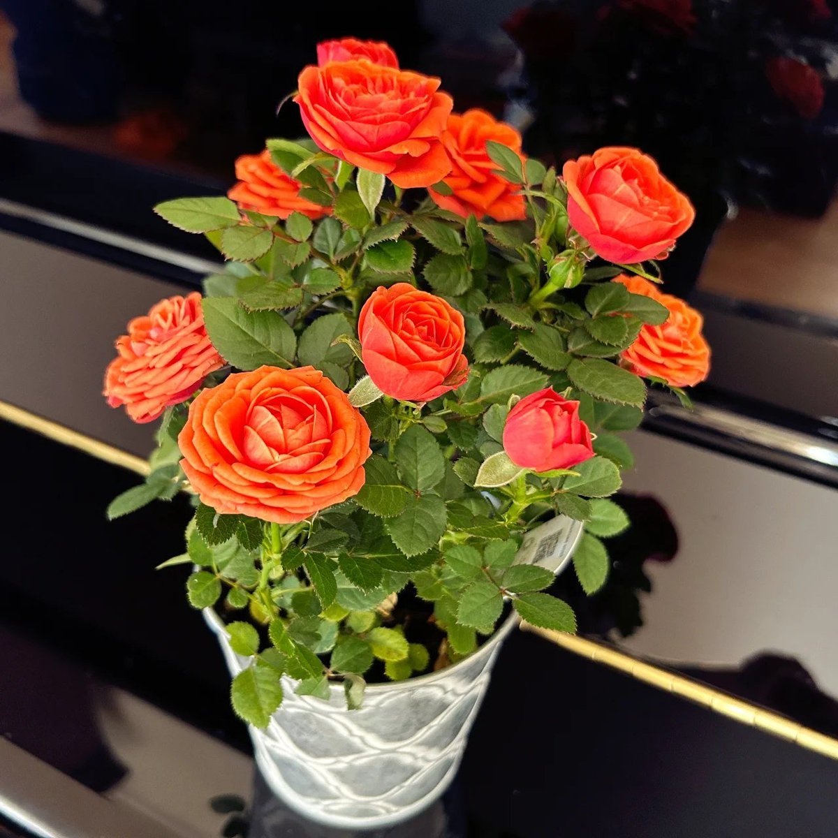 I really like the purple Weiyue I bought last time. 🥰🌹🌏After a few more trips to Trader Joe’s, I finally found the salmon colour one.🌈 The pot became four pots,🪴🪴🪴🪴 quietly waiting for it to adapt to the new environment.🍃🎋
