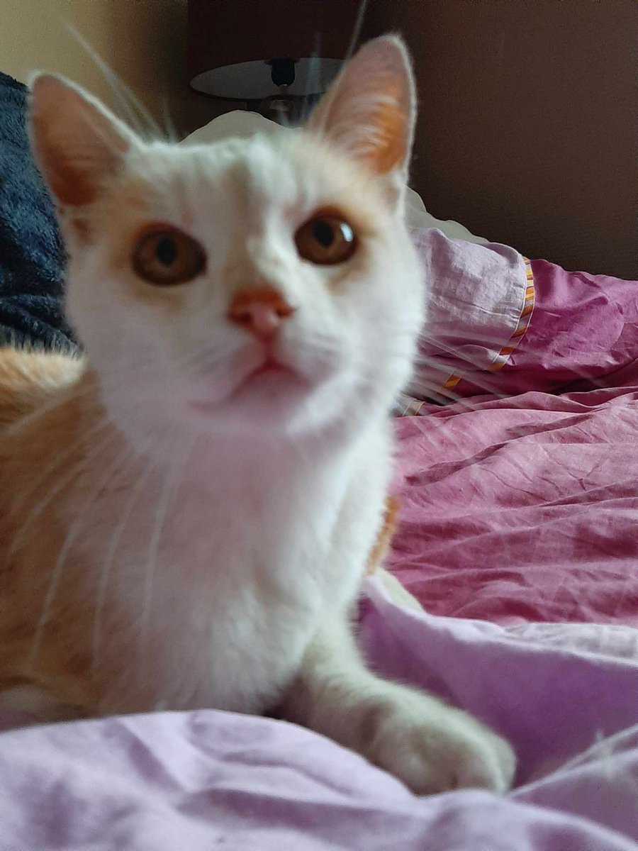 SosMistigris87's tweet photo. Pouvez-vous nous aider à retrouver ses humains ?Trouvé chatte non identifiée sur le parking d'un immeuble au niveau du Rond-Point rue Victorien Sardou à Limoges , récupérée et mise en sécurité
#Limoges #chatperdu https://t.co/Wp1mPWv8Qh