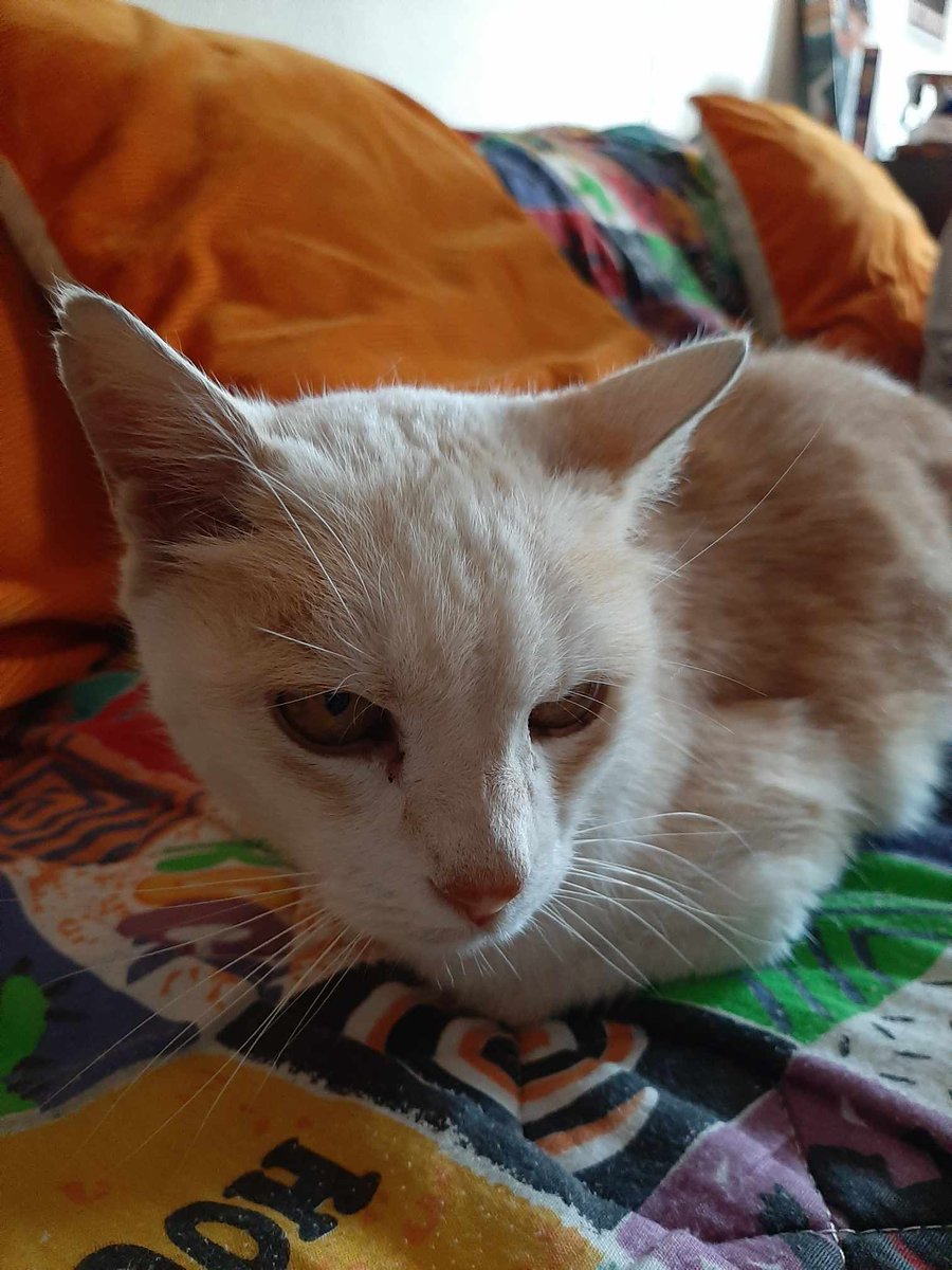 SosMistigris87's tweet photo. Pouvez-vous nous aider à retrouver ses humains ?Trouvé chatte non identifiée sur le parking d'un immeuble au niveau du Rond-Point rue Victorien Sardou à Limoges , récupérée et mise en sécurité
#Limoges #chatperdu https://t.co/Wp1mPWv8Qh