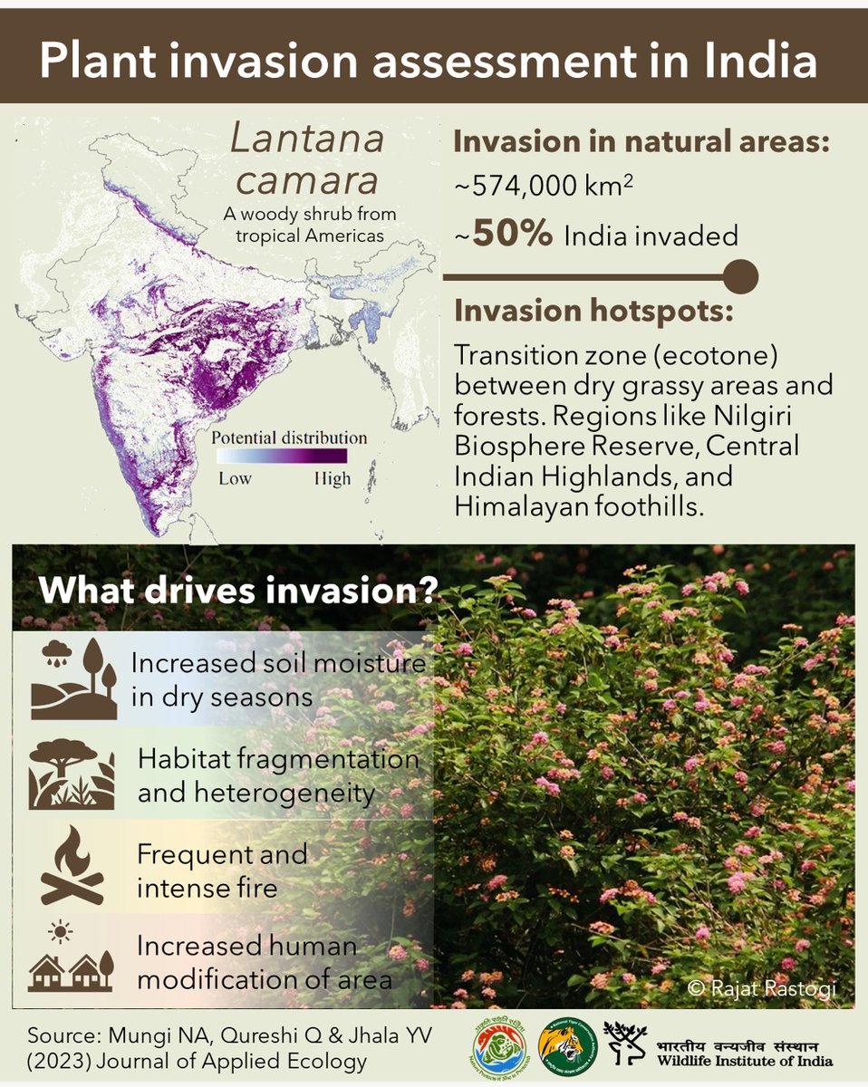 Recent study shows almost 50% natural areas in India invaded by Lantana camara. This invasion can threaten native biodiversity, food security, and livelihood. Restoration is urgently needed.
#InvasiveAlienSpecies #biodiversity

Study: t.ly/trgZH