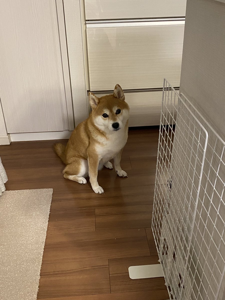 柴犬ひるね tweet media