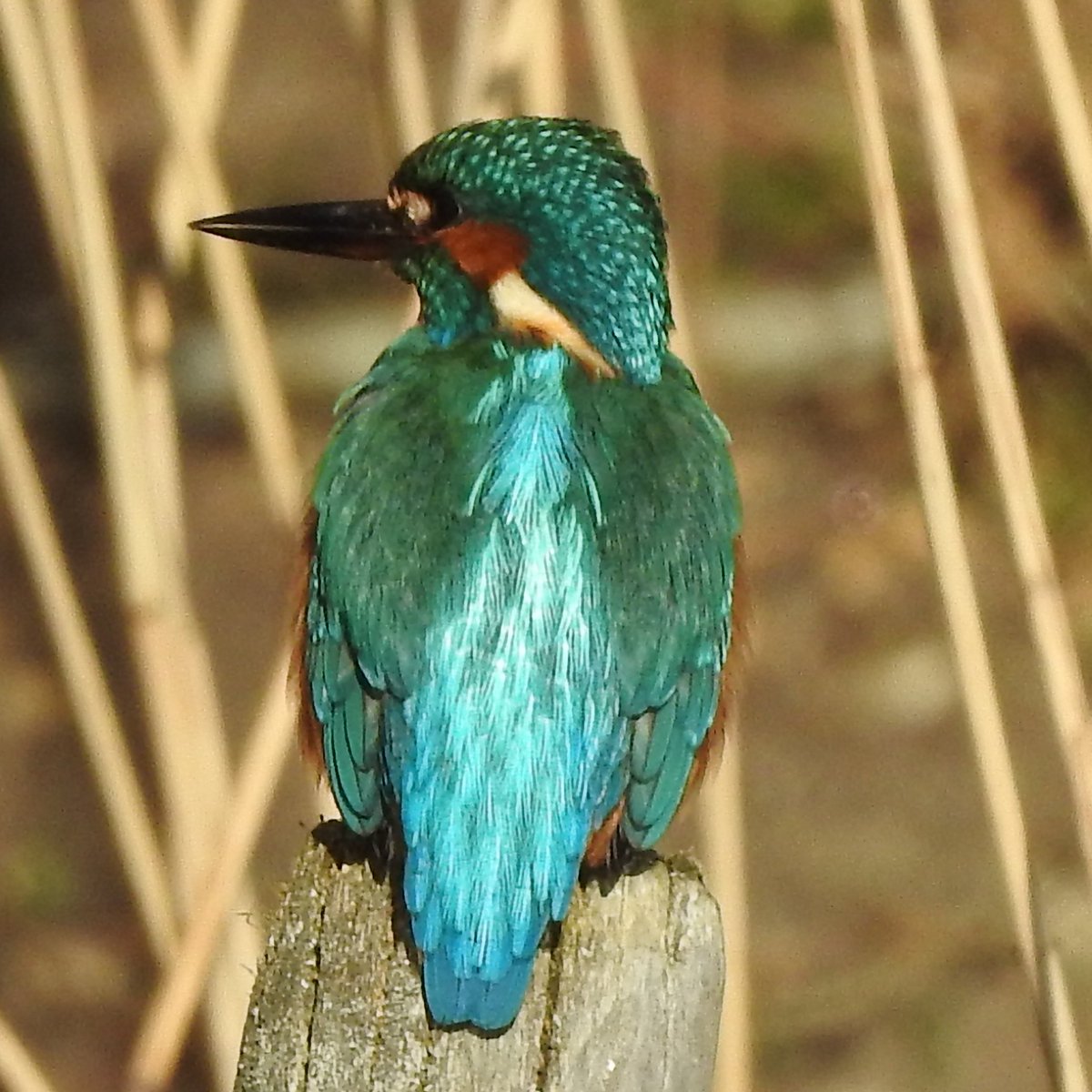 Walking along Whitlingham Lane with @PeterSilcock  we looked onto a flooded Lord Boswell's Green & a young kingfisher flew around calling in front of us. Brilliant sight.

#BirdsSeenin2023 #nature #wildlife #kingfisher #kingfishers #BirdsOfTwitter @VisitNorwich @Natures_Voice