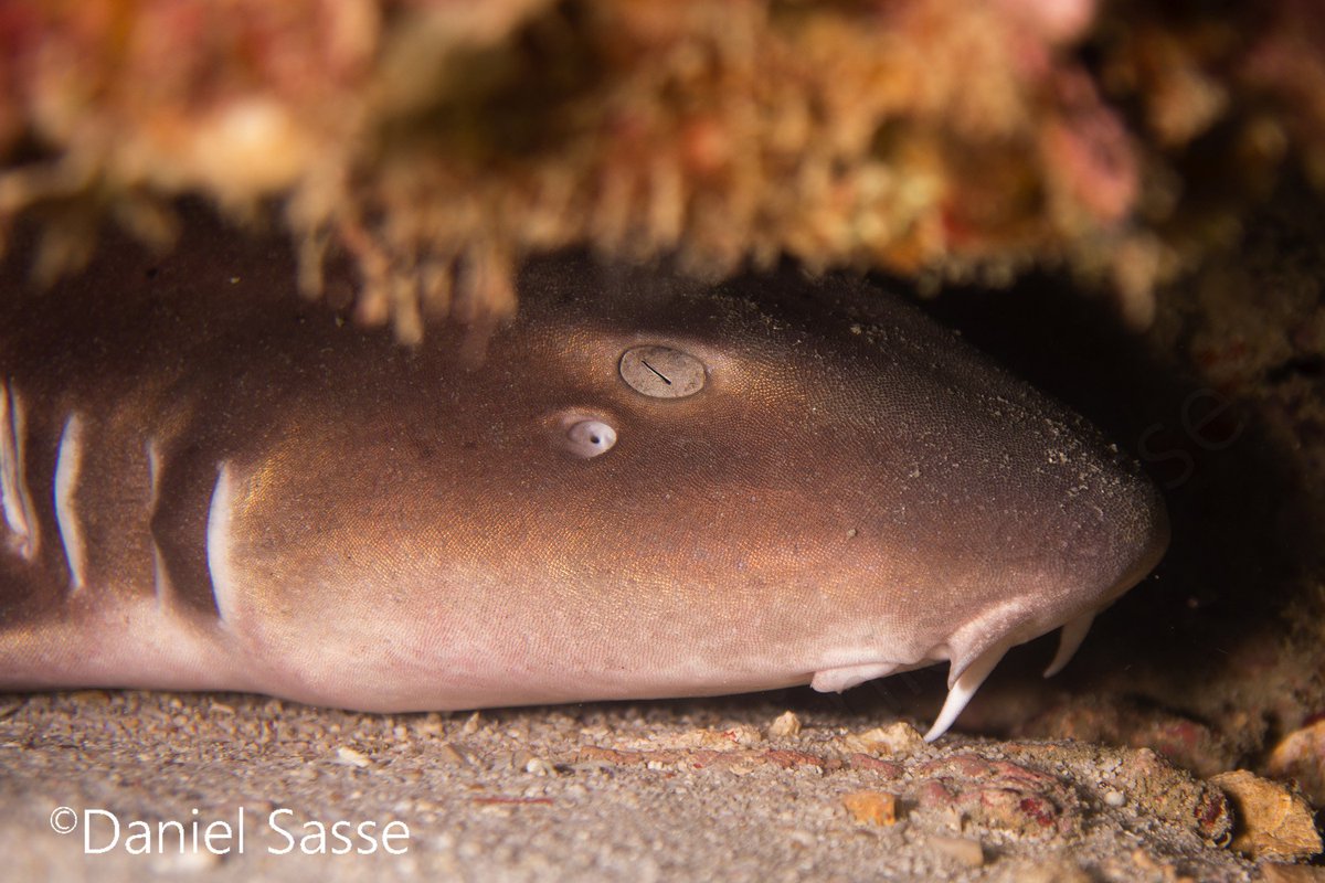 DanielSasse3's tweet photo. Tugged away in a crevice sleeping during the day. A nocturnal active Brownbanded bamboo shark. https://t.co/rxrJe48Kmv
