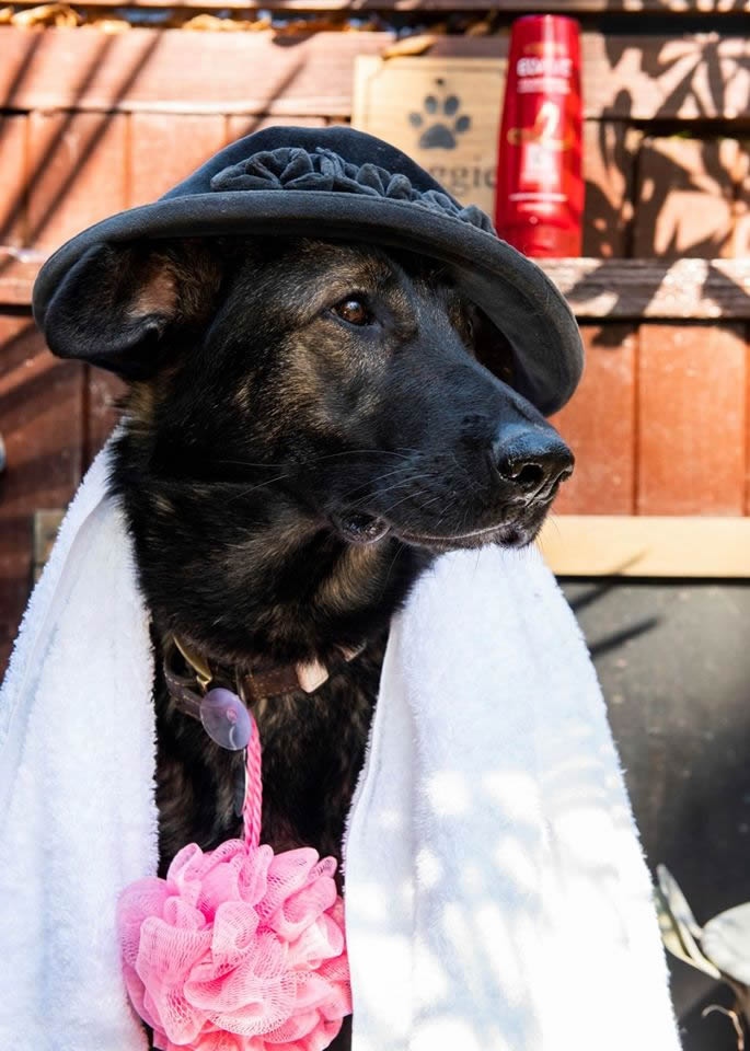 Quantockcottage's tweet photo. 🤩 Last chance to win a FREE luxury break for you and your doggos in on our ultra lux country cottages in Somerset 🐶🐾 Our draw is TOMORROW morning, so don’t miss out! 🏃‍♀️ Stay between 20th - 23rd Oct and enter copy and paste the following link in to... https://t.co/TGIT7oiTio https://t.co/aehTloMqZe
