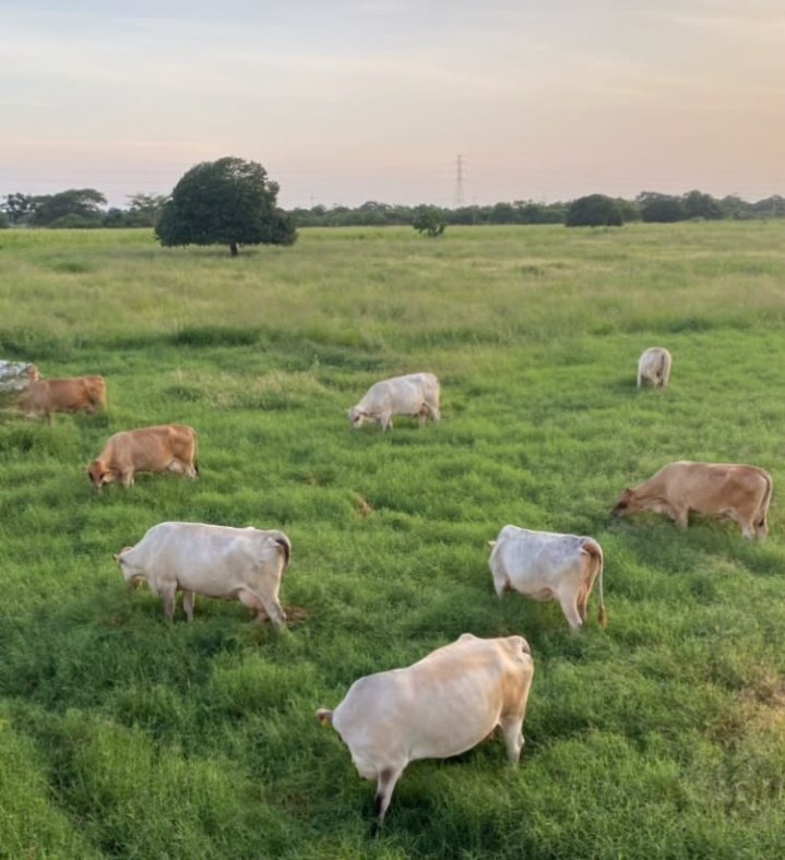 #NotiAsocrica "... Seguimos acá sin hacer maletas y apostamos sin cálculos y reservas al progreso nacional... Nuestra vida es cumplir ese propósito ancestral de demostrar que la ganadería en Venezuela es algo que nos enorgullece..."
Armando Chacin
elimpulso.com/2023/10/15/opi…