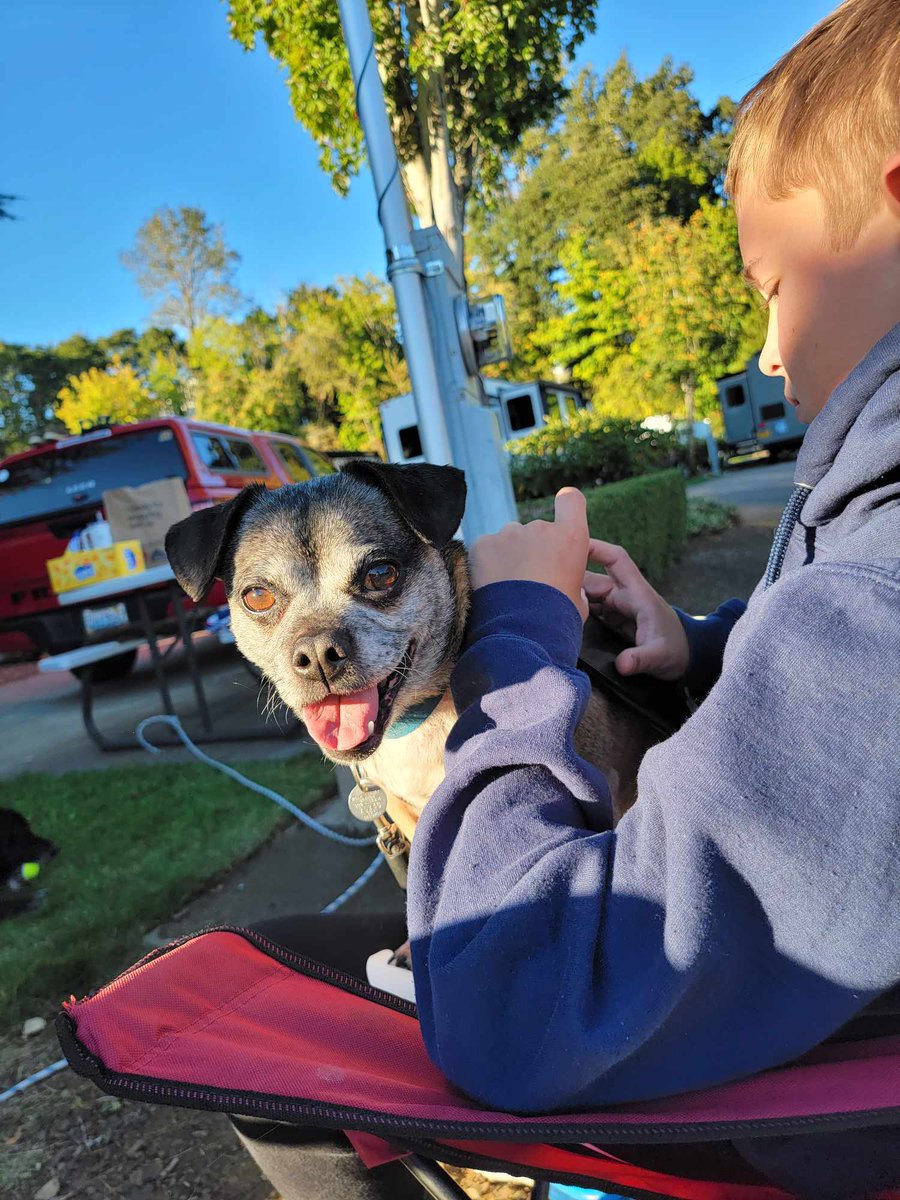 gunnerthechug's tweet image. Happy #NationalPugDay I&apos;m half pug half Chihuahua!

#dogsoftwitter #pugsoftwitter