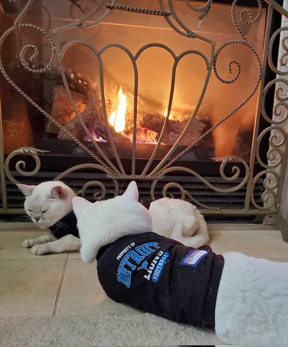 Lori Pinson Fox 2 (@loripinsonfox2) on Twitter photo Taking a nap before the game! #GoLions #OnePride #CatsOfTwitter #britishshorthair #burmilla #catlovers #furbabies <a href="/FOX2News/">FOX 2 Detroit</a> Taking a nap before the game! #GoLions #OnePride #CatsOfTwitter #britishshorthair #burmilla #catlovers #furbabies <a href="/FOX2News/">FOX 2 Detroit</a>