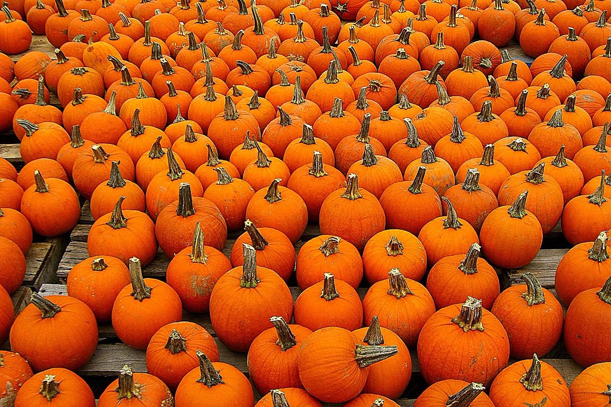 2monksbru's tweet photo. Punkin Ale on tap. Have it house style with a dollop of whipped cream. Get it now before its gone. https://t.co/uoYIeqarLH