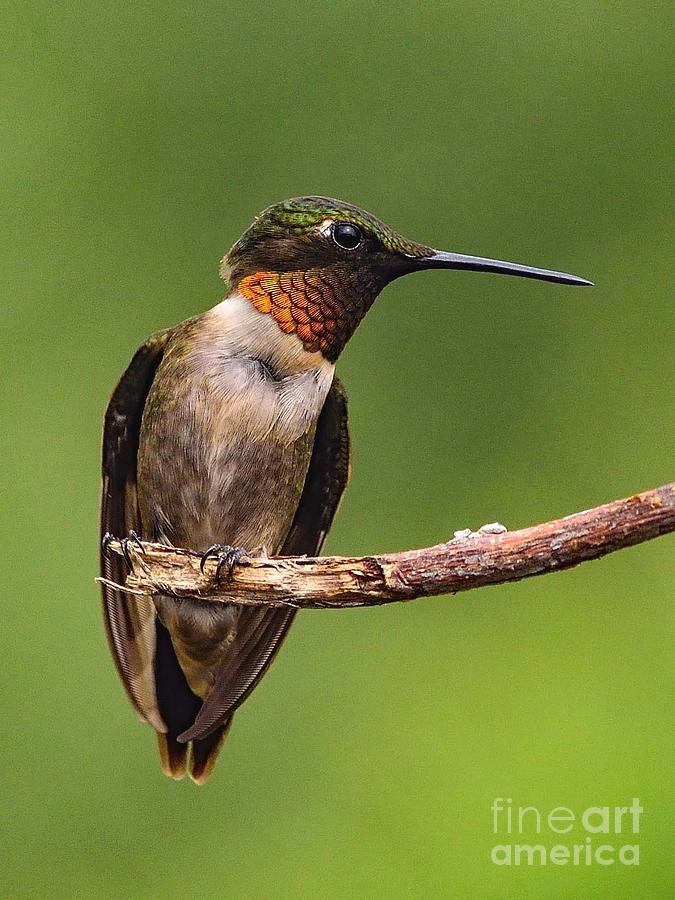 ampomata's tweet photo. "Adult Male Ruby-throated Hummingbird's Form and Colors". Check out this superb photo by Cindy Treger here: https://t.co/HSsAfjD6CU
#photo #hummingbird #nature #bird #rubythroated #hummingbird #ruby #red #nectar #sugar #water #hovers #eastberlin #lakemeade #hummers https://t.co/Lmmeo02PLJ