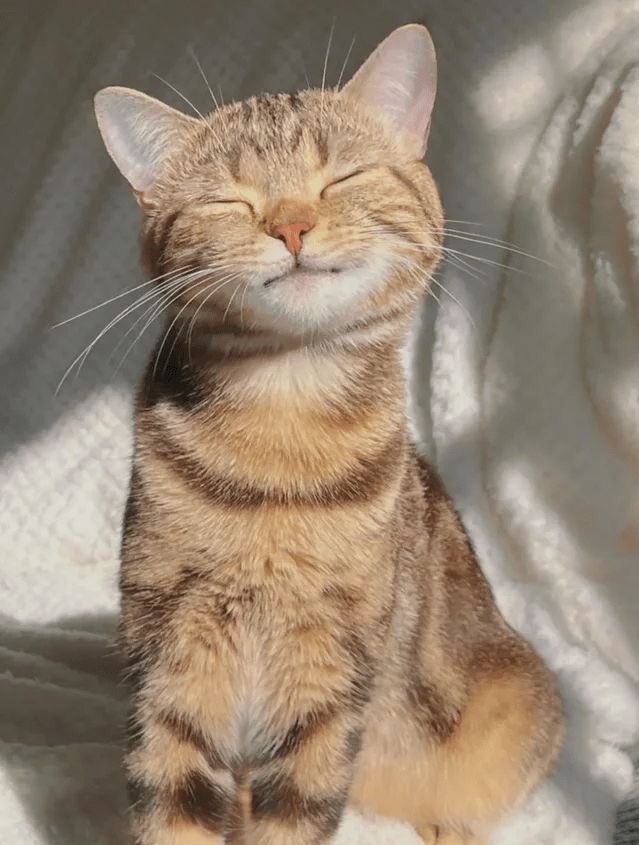 kitten sunkissedᰔᩚ