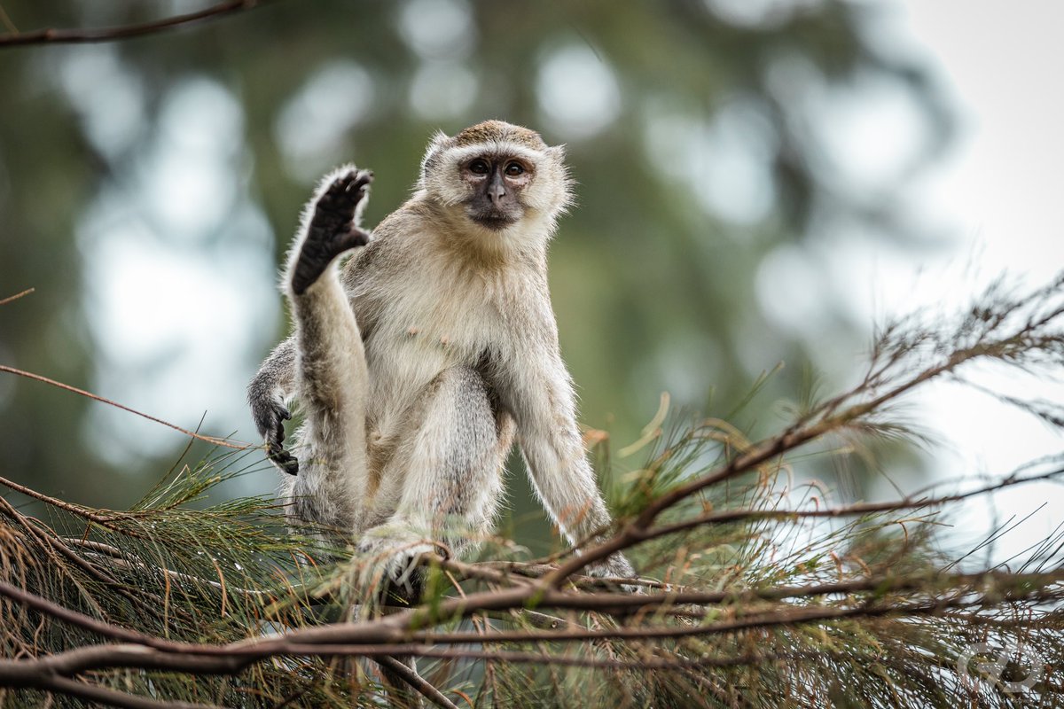 GooutDiscover's tweet photo. Join @LTAdrc’s "Go Out and Discover" tour of #Congo's @virunganationalpark for a special encounter with vervet monkey on Tchegera Island. These small, black-faced primates with a distinctive white forehead band are common in East Africa.
#Goma #Virunga #Tchegera #GoOutAndDiscover https://t.co/D0ado5B2KQ