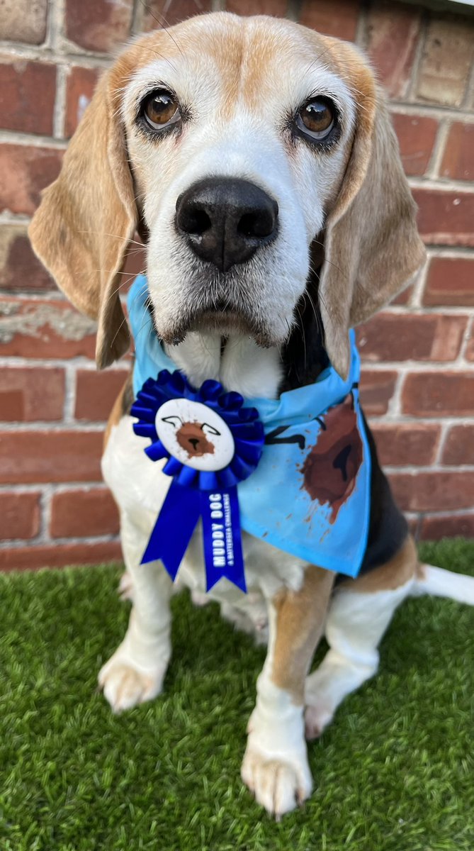 Raffa2006's tweet image. Yesterday I had one of the most fun days ever,taking part in Batterseas #muddydogchallenge with my pal,River @Indieandbertie Thank you to everyone who sponsored me. Your donations will help to look after and find forever homes for all the beautiful dogs &amp;amp; cats there🐶🐱