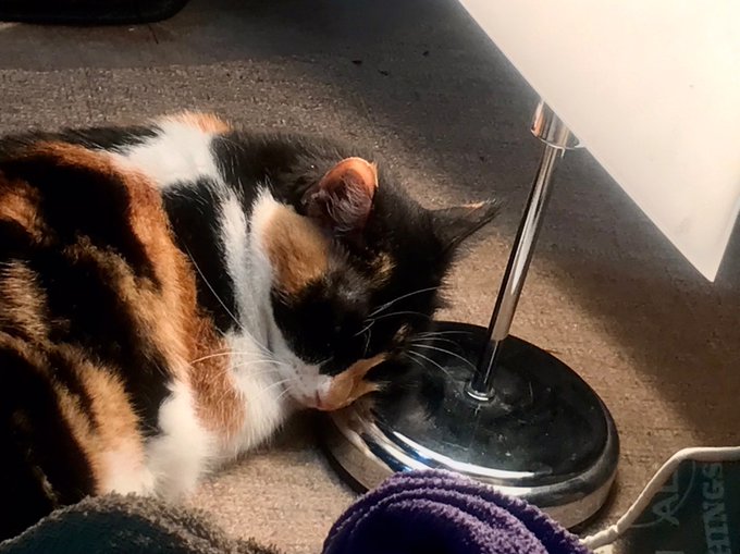 コタツを出してもやっぱりここが良いらしい 