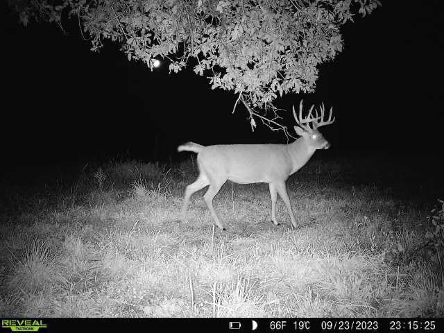 #RevealRewind ⏮️ Tara Peel takes down an absolute STUD in Iowa — Congratulations!! 🏹🦌 

#teamtactacam #bigbuckdown #alwaysonthehunt