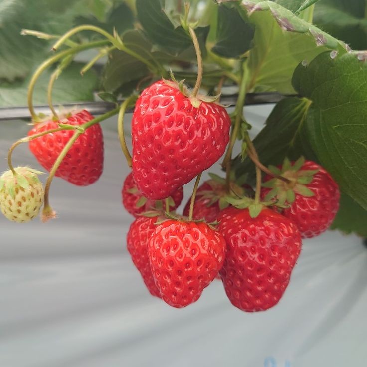 rainbow_explode's tweet image. strawberry 🍓🌱🌼