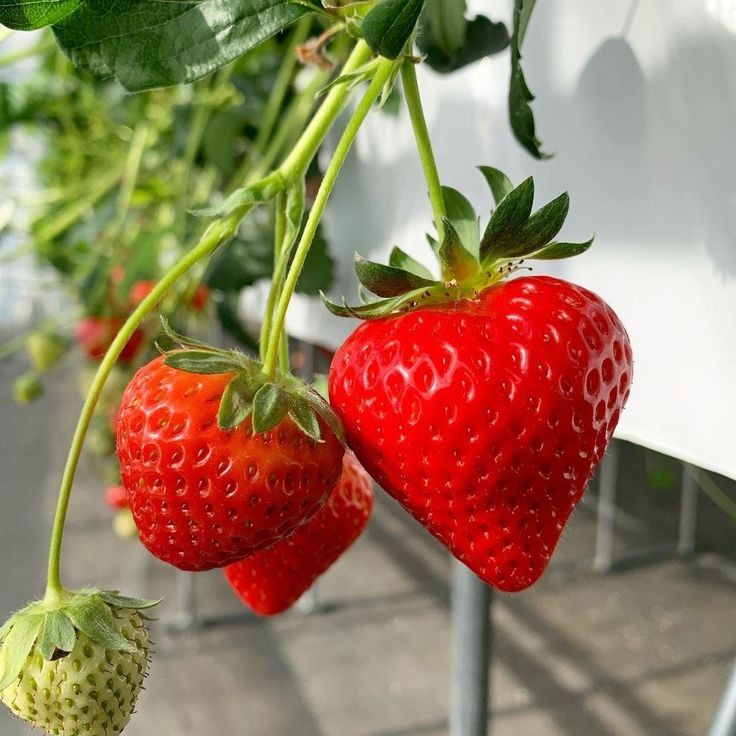 rainbow_explode's tweet image. strawberry 🍓🌱🌼