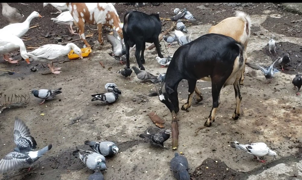Quand ils ont accès à la terre, les jeunes entreprennent dans différentes filières agropastorales. <a href="/landcoalition/">Land Coalition</a> <a href="/youth_yilaa/">YOUTH INITIATIVE FOR LAND IN AFRICA (Yilaa)</a> <a href="/leFIDA/">Fonds international de développement agricole</a> <a href="/MatcheriRachid/">Abdou - rachidou MATCHERI 🇹🇬</a> <a href="/MirianeKizimini/">Miriane kizimini officielle</a> @JeunesseCN_RDC