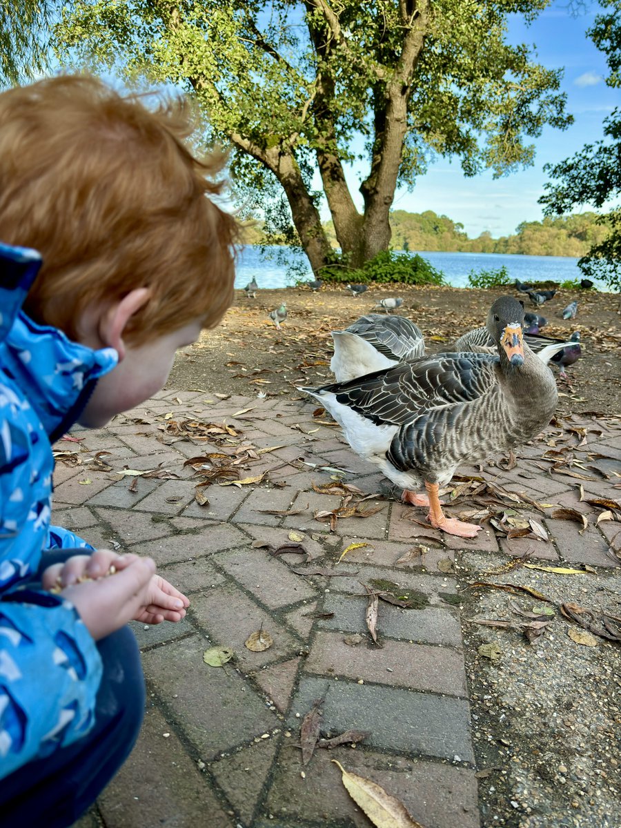 Stead's tweet photo. A bit of duck food, sunshine and ice cream is all you need 🧡 https://t.co/TUPRfK2L9G