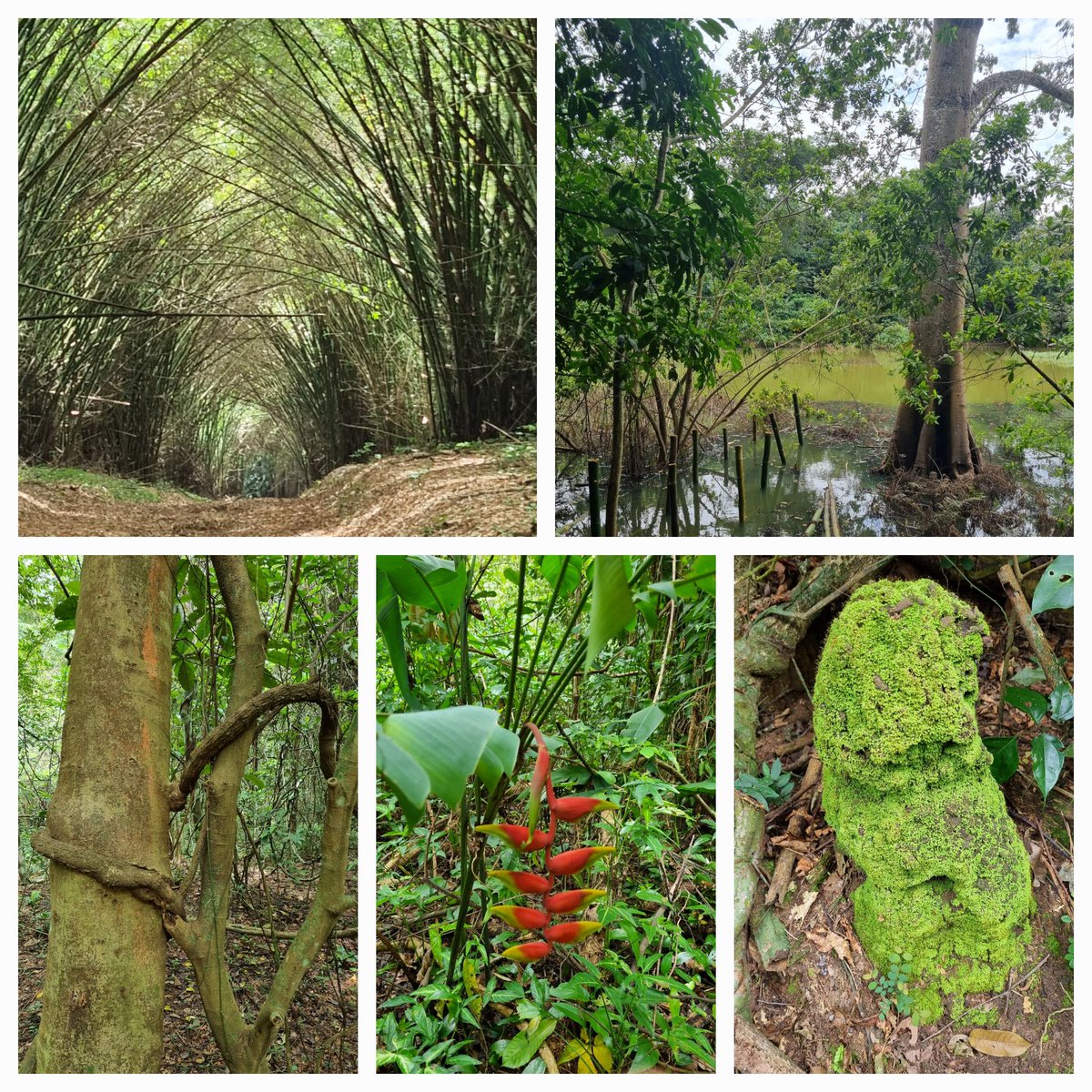 RafaSorianoO's tweet photo. À deux pas du centre-ville, le parc de Dahliafleur #Bingerville est incontournable pour ceux qui aiment la nature #DomaineBini #SublimeCôteDivoire https://t.co/E3B4IIfreQ