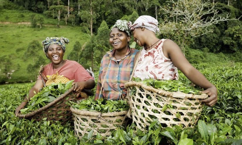 ModernAgri_Tips's tweet photo. ❇️ Today is International Rural Women’s Day #IRWD.
❇️ Let’s celebrate all the amazing women produce 70-80% of food we eat from only 20% of the world’s #farmland .
❇️ Imagine what they will do with just 50% of the world’s farmland?
#GenderEquality #FoodSecurity #Agriculture https://t.co/iNdtE4GBrM