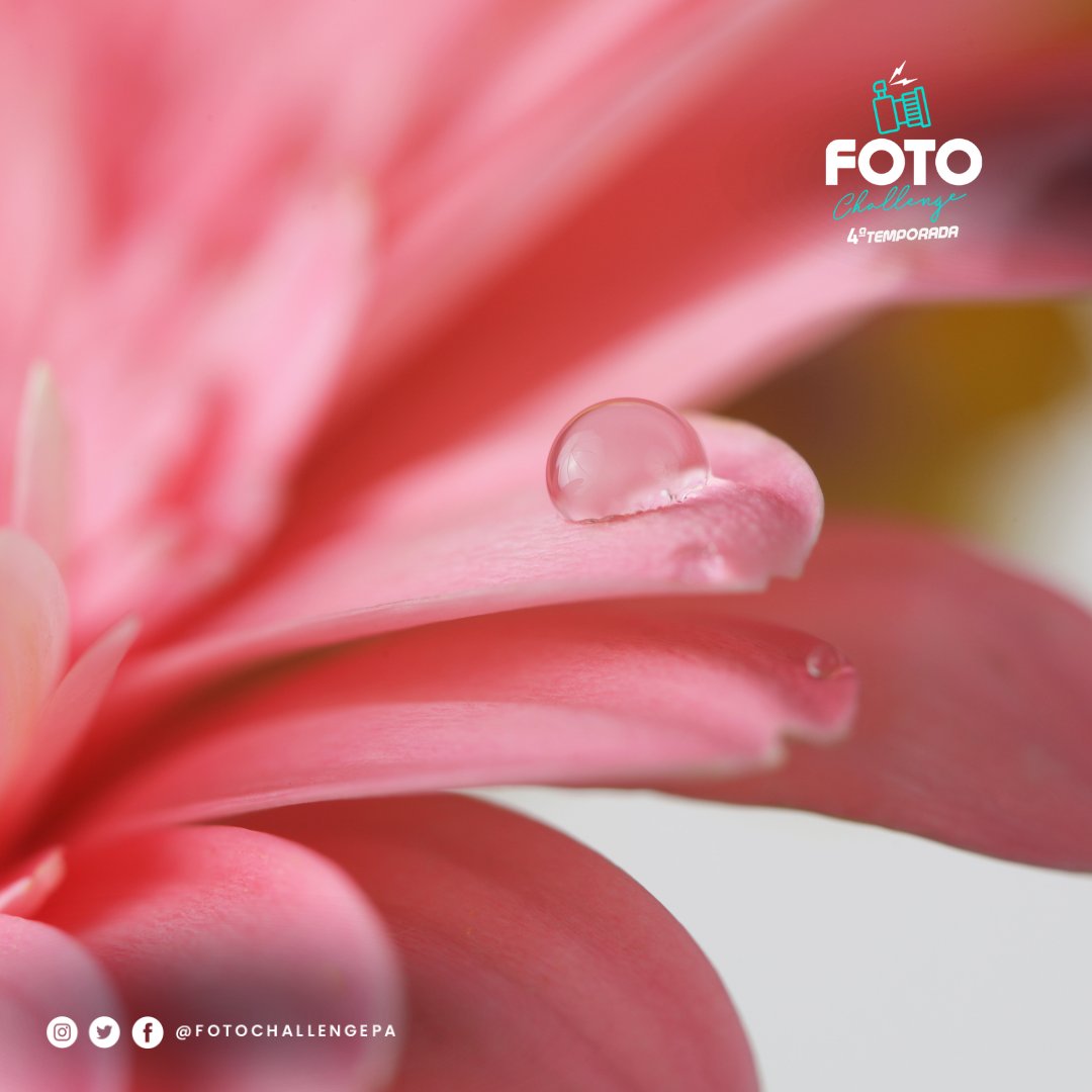 📌La macrofotografía es una técnica popular en la fotografía de flores, permitiendo acercarse a los detalles más diminutos, como gotas de rocío en los pétalos o texturas. 📸

#FotoChallengePa jueves a las 8:00 pm en el canal de YouTube de Telemetro.