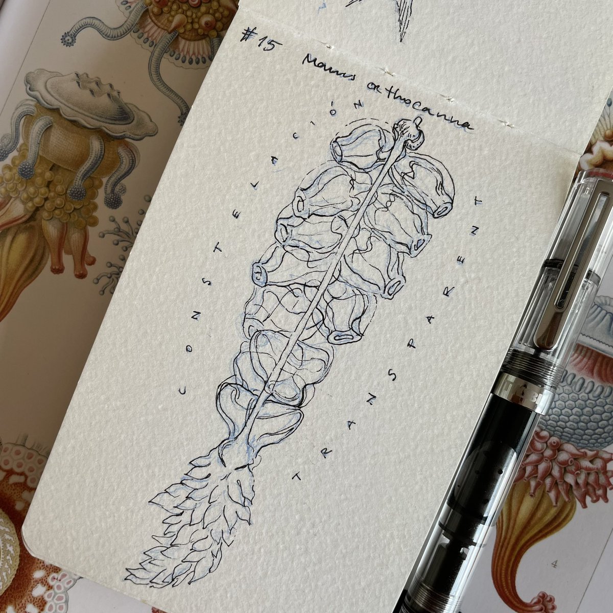 Lucia_Antunes's tweet photo. Day 15 // #Constrelación + #Transparent // #Marrusorthocanna
Two combined #inktober prompts!
@illustraciencia + @GNSIorg
#scienceart #scientificillustration #Sciart #Sciartober #Illustraink23 #illustraciencia #inktober #natureillustration #constelation #colony #marinelife https://t.co/aLgPIsVMvc