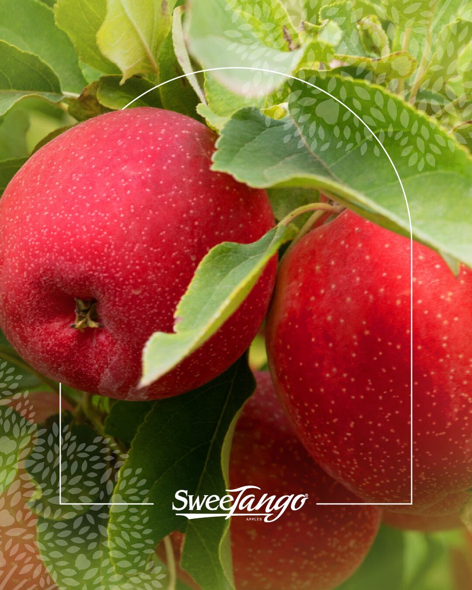 SweeTango's tweet photo. Can you hear the straight-from-the-farm fresh crunch? Satisfy your SweeTango craving at a store near you: https://t.co/phAahkjTHZ #FindSweeTango https://t.co/iOfk3X3BS5