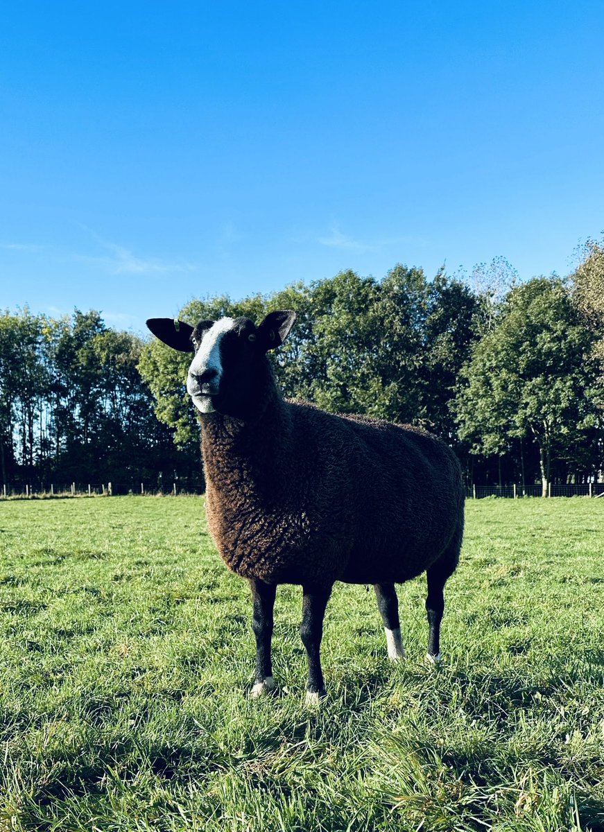 ZwartblesUK's tweet photo. Our last three female additions to the flock - summer purchased ewe lambs Castle Hill Lupin &amp; Craigies Lady Muck and our precious Whinnow Courtney, bought in 2015 and one of our older ewes to be tupped this year (fingers crossed in lamb to Wallridge Moor Kraken🤞) #Zwartbles https://t.co/qKZKDwe2PS