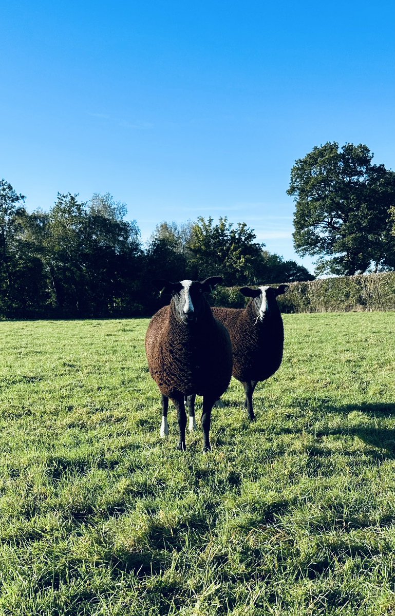 ZwartblesUK's tweet photo. Our last three female additions to the flock - summer purchased ewe lambs Castle Hill Lupin &amp; Craigies Lady Muck and our precious Whinnow Courtney, bought in 2015 and one of our older ewes to be tupped this year (fingers crossed in lamb to Wallridge Moor Kraken🤞) #Zwartbles https://t.co/qKZKDwe2PS