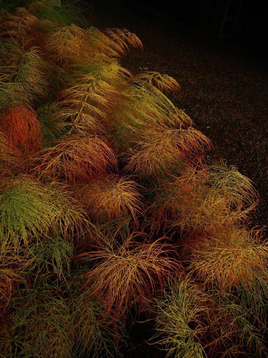jeffbenca's tweet image. Ever wondered what autumn might have looked like in the Jurassic? Autumn flush of the deciduous woodland horsetail, Equisetum sylvaticum.