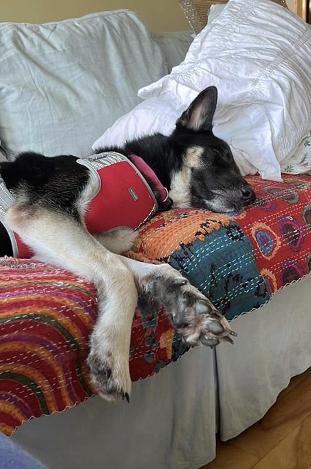 Keith Olbermann's Dogs tweet media
