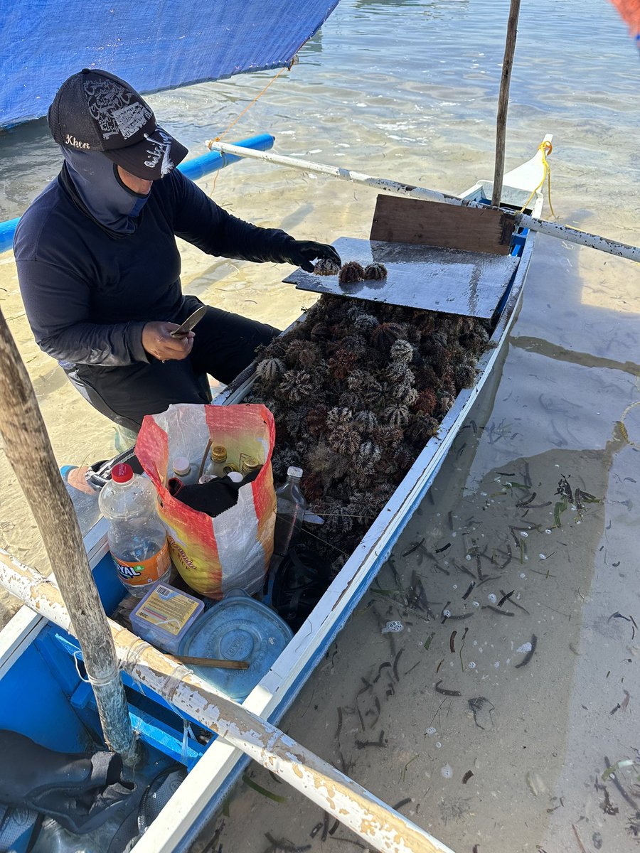 limmmmmy8's tweet image. #보홀 #솔레어리조트 #성게 #망했다
솔레어 앞 해변에 저렇게 직접 잡은 성게를 까고 있다. 흡사 제주도와 비슷하지만 가격은 역시 필리핀이다. 이상한(비위생적)인 병에 가득담아 150페소란다. 샀지..바로 깨트렸지...배탈 안날운명이였던것인가ㅋㅋ병의 위생이 극도로 안좋았지만 맛보고싶었다😭