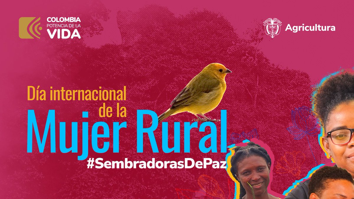 MinAgricultura's tweet photo. En el #DíaInternacionalDeLaMujerRural 👩‍🌾, conmemoramos a las mujeres que son el pilar fundamental para la seguridad alimentaria y el desarrollo sostenible del país. La #MujerRural se siente en cada comida, y por eso honramos su fuerza y determinación. 💚
#SembradorasDePaz 🕊️ https://t.co/6gGKCt4rO5