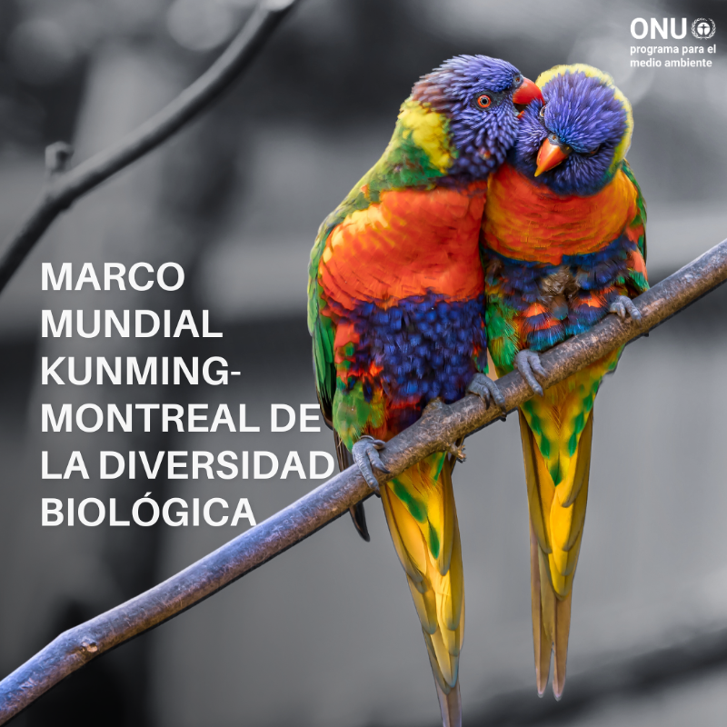 unep_espanol's tweet photo. Los gobiernos se reúnen esta semana en Nairobi para reforzar el Marco Mundial Kunming-Montreal de la #Biodiversidad.

La reunión tiene como objetivo convertir los acuerdos mundiales en acciones concretas por la biodiversidad.

#BuildBackBiodiversity

📄📺 https://t.co/nNjrVdsNQh