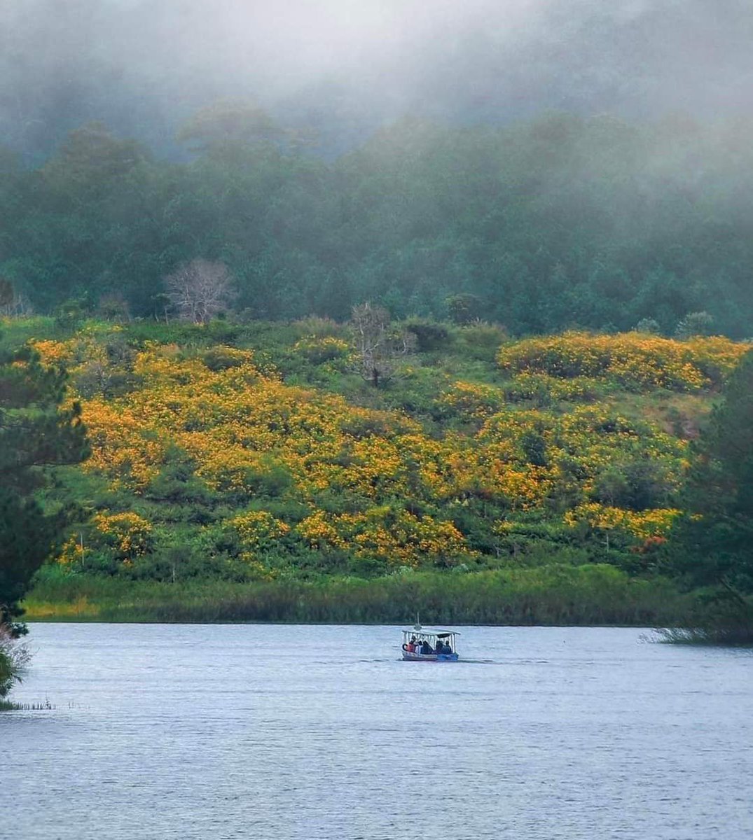 The wild sunflowers are in bloom at Tuyen Lam Lake, Da Lat. The dreamy season of Da Lat has arrived.

#Travel #Vietnam #dalat #nature #NatureBeauty #photography #wildsunflower #Hochiminhcity #ĐàLạt #Autumn #tourism #vietnamtravel #lake #Flowers #highland #tour #vietnamtours