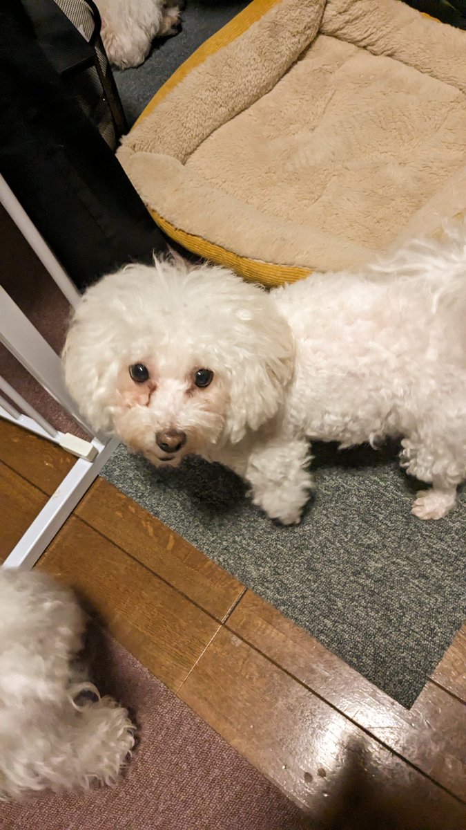 DOG BURROW OINU (@OinutheDog) / Posts / X