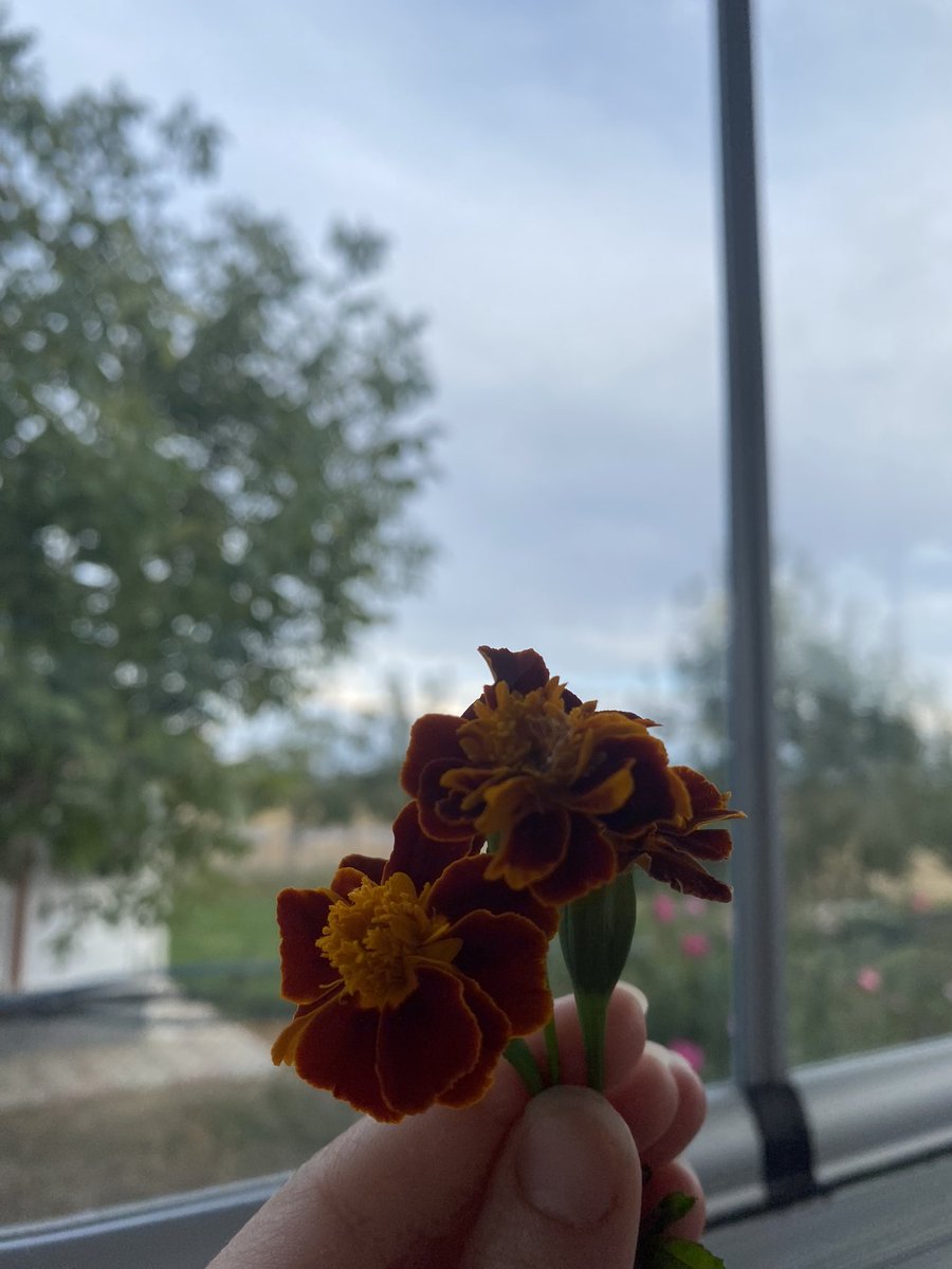 Kokusunu hiç sevmediğim çiçekler, oğlum benim için topladığından beri dünyanın en güzel çiçekleri 💙