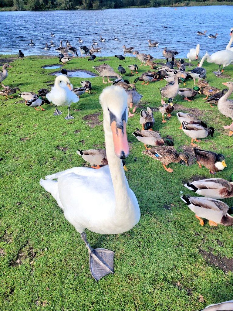 Running2staysa1's tweet photo. Whittlingham yesterday, let's not mention the parenting, demand reduction gymnastics it took to get them there & then round the broad... pictures show the nice 5% oh & the Swan taller than E that nibbled him 😉🤣 #norfolkbroads #family #walk #demandavoidance https://t.co/Zgv1Lz72aM