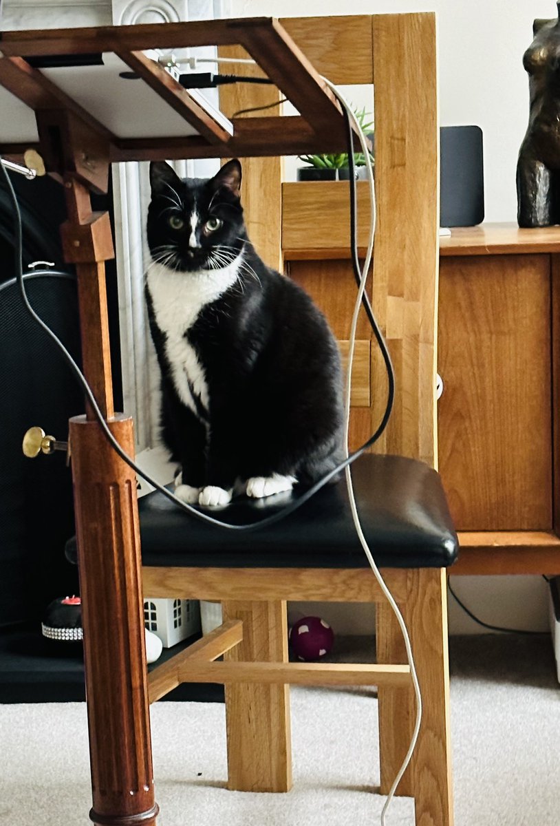 LaRadarina's tweet photo. #Murdo is pining terribly for #Ffion who passed away suddenly on Thursday. Any #CatBuffs have any advice please? Tried a blanket with Ffion’s scent on but it’s too much for him. He is restless and keeps crying out; it’s heartbreaking…. https://t.co/g2x4a42LTU